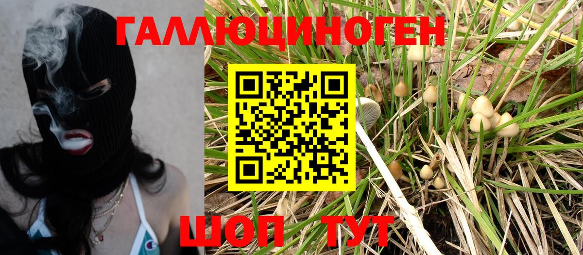 Псилоцибиновые грибы Psilocybe  Вход с VPN  Новоалтайск 