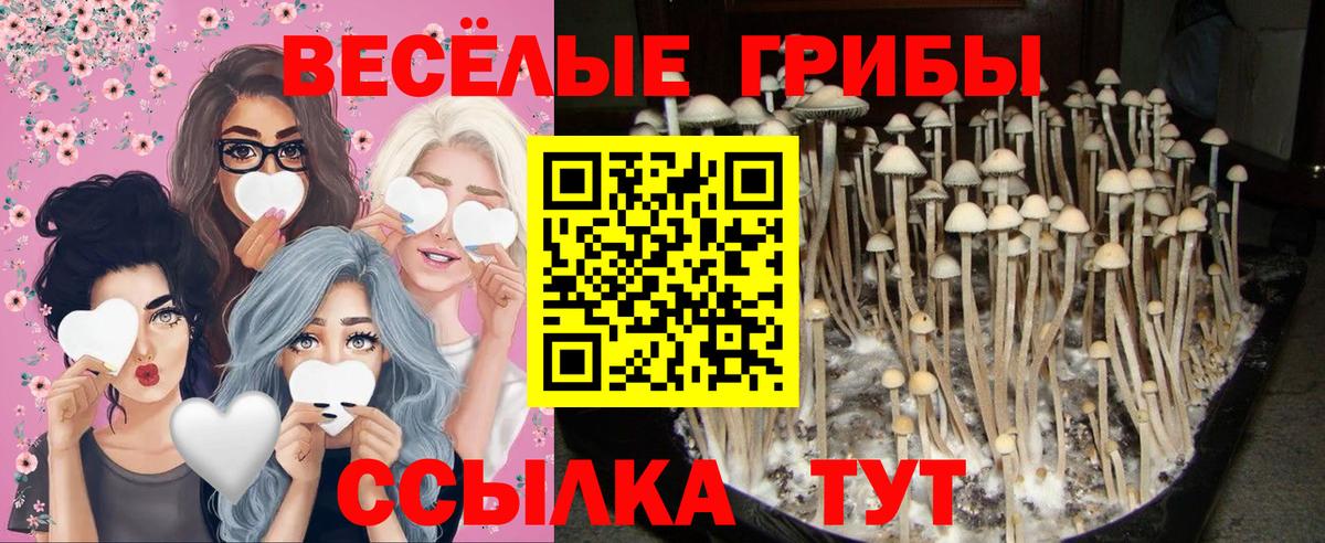 Галлюциногенные грибы Psilocybine cubensis Новоалтайск